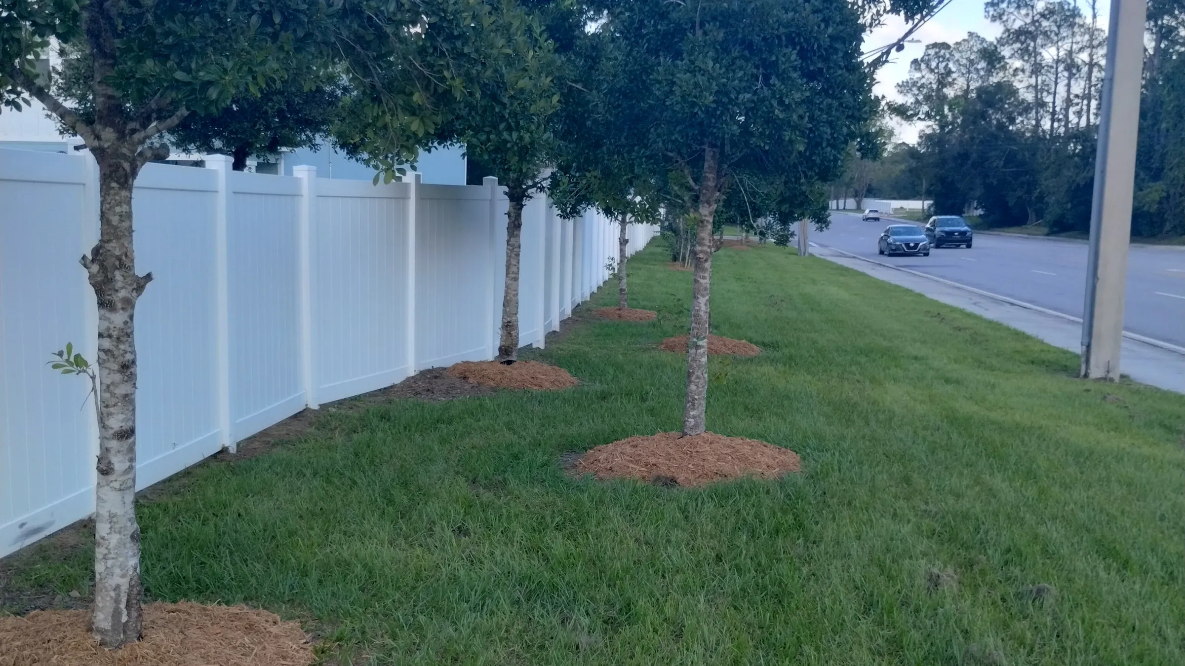Mowed roadside lawn with fresh mulch rings around a row of trees along a community fence